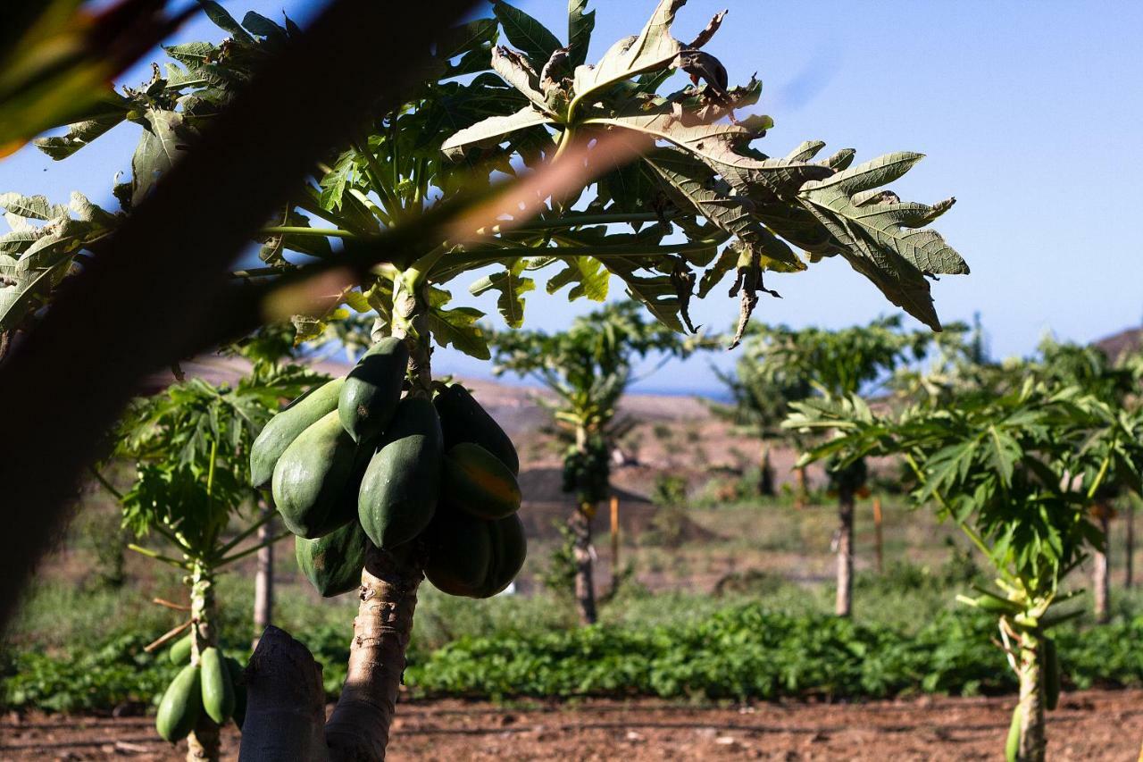 Finca Arbequina Pajara  Exterior photo