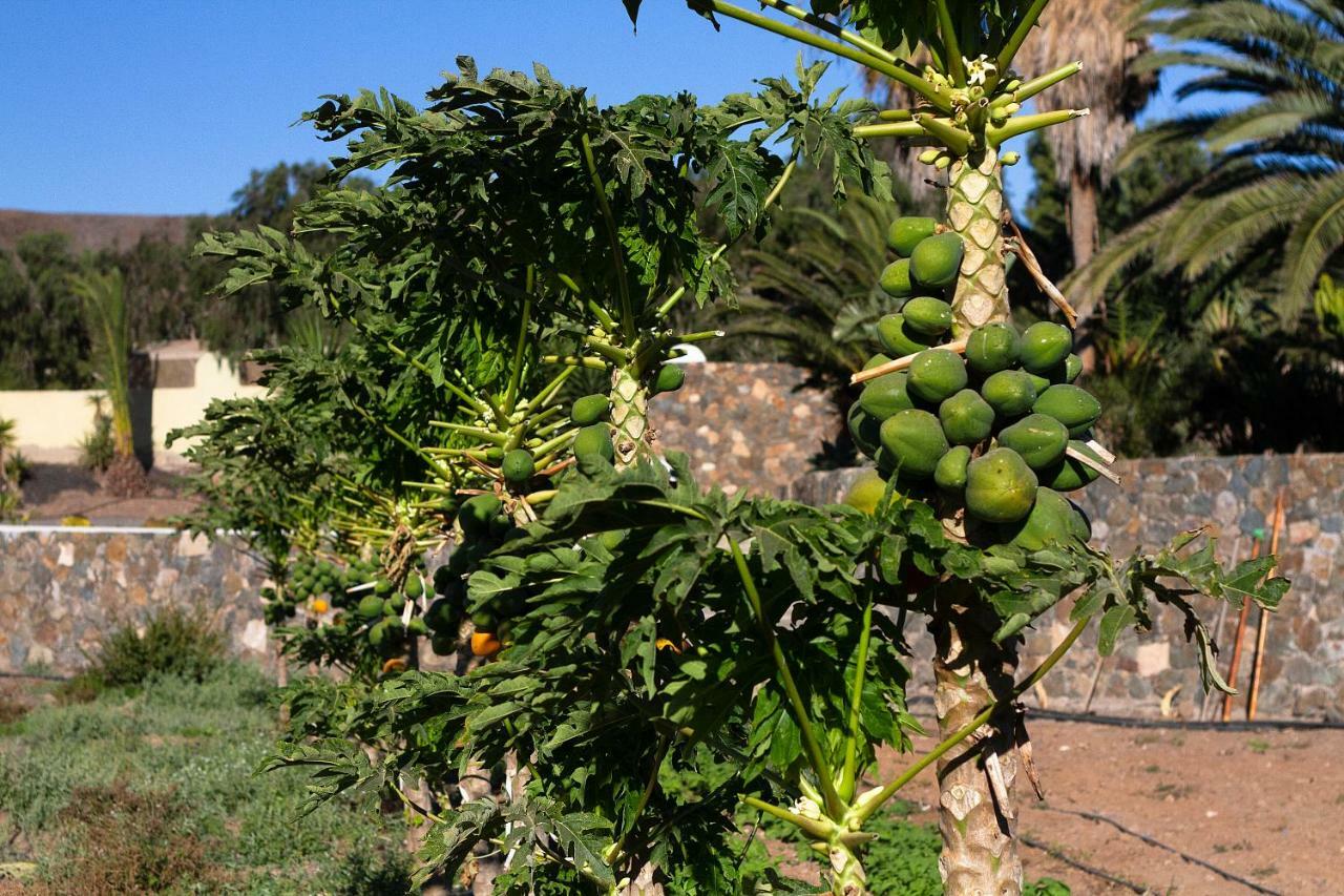 Finca Arbequina Pajara  Exterior photo