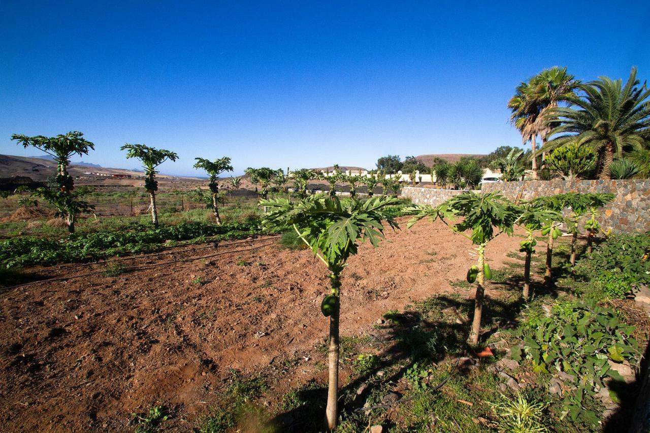 Finca Arbequina Pajara  Exterior photo